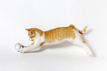 gatto salta bianco rosso