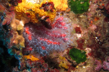 Fototapeta na wymiar Red Coral, Mediterranean Sea