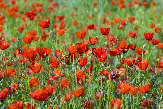 flower poppy nature meadow