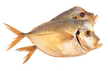 Vomer setapinnis