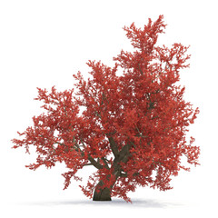 Red autumn old maple tree isolated on white. 3D illustration