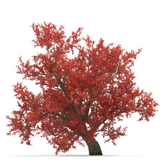 Red autumn old maple tree isolated on white. 3D illustration
