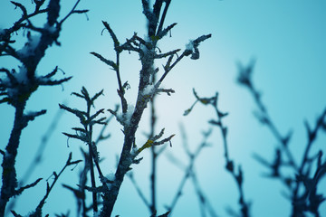 Snow-covered tree branches