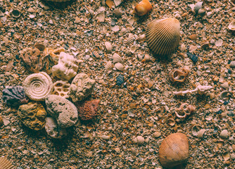 Fossils and stones in the sea texture. Patterns on the shore. 