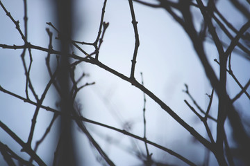 Fototapeta na wymiar Bare tree branches