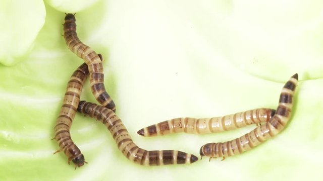 Zofobas larvae on cabbage