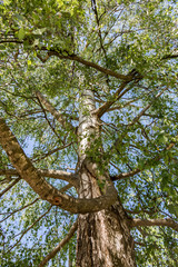 Branchy birch tree with a thick trunk in a forest on a sunny day
