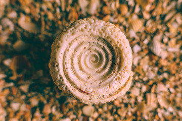Marine fossils. Spiral. Amanite in stone. A unique and ideal circle. Coral on the beach. View from above.