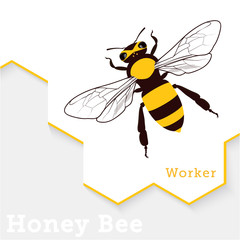 Honey Bee Vector Illustration Isolated on White