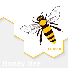 Honey Bee Vector Illustration Isolated on White