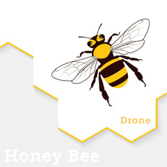 Honey Bee Vector Illustration Isolated on White