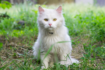 Naklejka na ściany i meble White fluffy cat sitting in the green grass