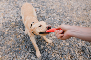 Close-up of a dog labrador puppy does not give a stick, it rocks, is played, the owner holds a toy toy.