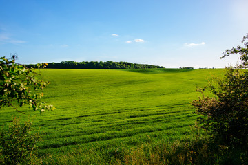 Fototapeta na wymiar A green field, and a small forest under a blue sky