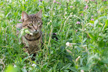 Naklejka na ściany i meble Striped fluffy cat sitting in the green grass