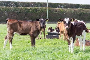 Calves on Pasture in New Zealand © Valentin