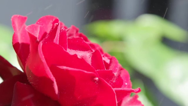 Slow motion close up DOF small water droplets flying through air and dropping onto red velvet rose flower