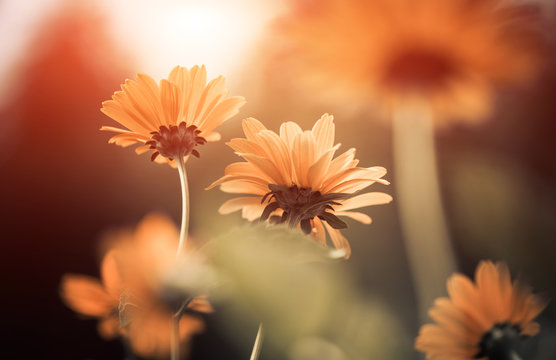 Yellow Summer Flowers Closeup