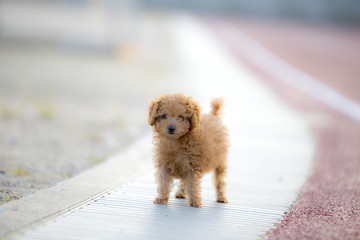 dog