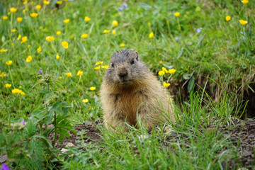 Naklejka na ściany i meble Alpine marmot in the natural environment. Dolomites.