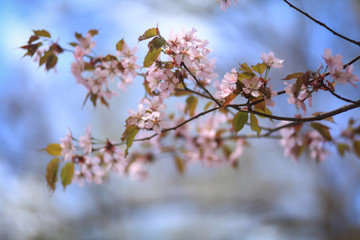 цветущая ветка сакуры 