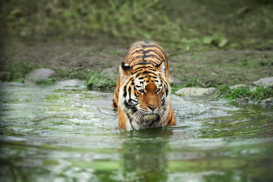 Tiger walking through green river in the jungle
