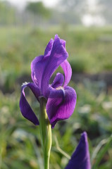 Пурпурный ирис Хуга iris hoogiana