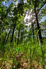 Green forest trees view through a grass.