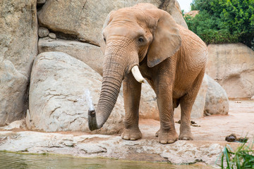 Naklejka premium An elephant standing by the water near a waterfall with stones
