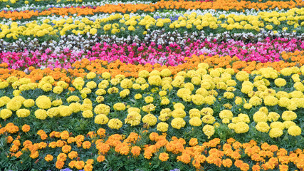 Colorful flowerbeds in summer city.