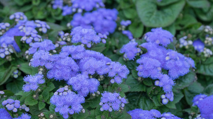 Colorful flowerbeds in summer city.