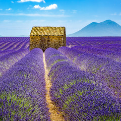 Fototapeta na wymiar Landscape in Provence