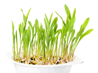 Young popcorn plants in white plastic tray over white. Seedlings from kernels in potting compost. Sprouts and leaves of maize, Zea mays, a variety of corn. Sweet vegetable. Microgreens. Macro photo.