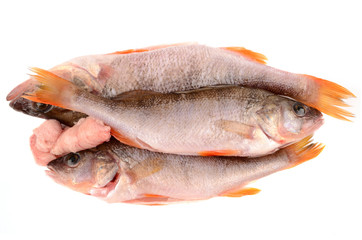 bass fish on white background