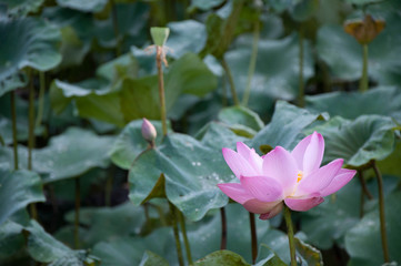 lotus