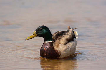 germano reale (Anas platyrhynchos) - maschio nello stagno