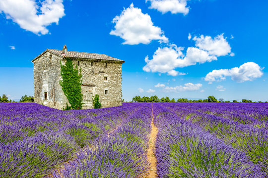 Landscape in Provence
