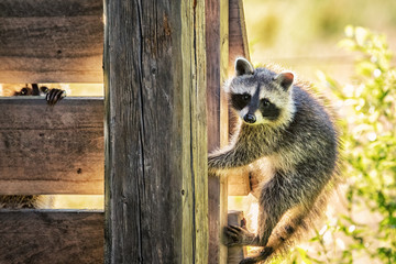 2 Young Raccoons on the Veranda