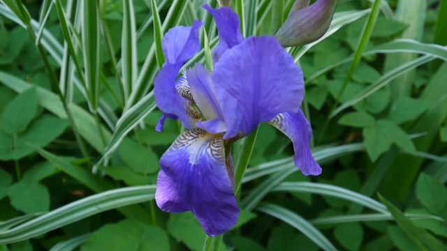 Blue irise closeup moving on the wind. Video footage HD static camera.