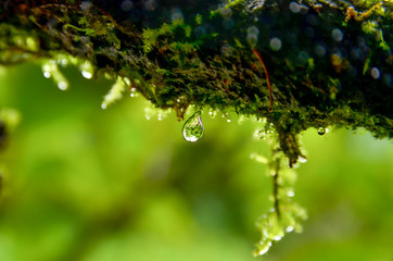 Moss and droplets in the wild