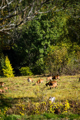 lots of goats on a pasture in the area of the black forest