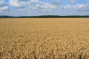 Landschaft im Rheinland