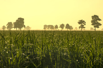 Obraz premium Sunrise 