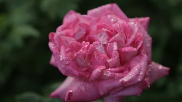 Drops of water on a rosebud