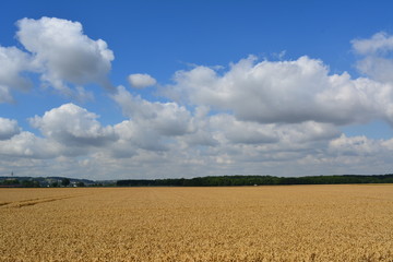 Kornfeld im Rheinland