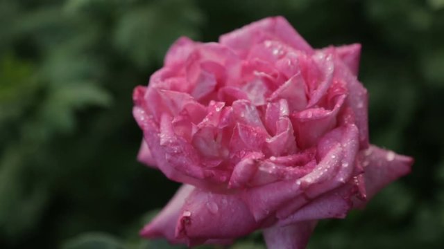 Drops of water on a rosebud