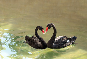 Obraz premium A pair of black swans in the shape of a heart.