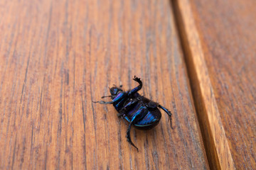 Blue beetle laying on his back on a wooden table