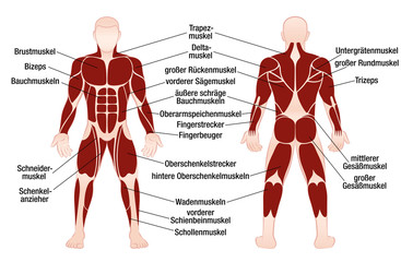 Muscle chart with german description of the most important muscles of the human body - front and back view - isolated vector illustration on white background.