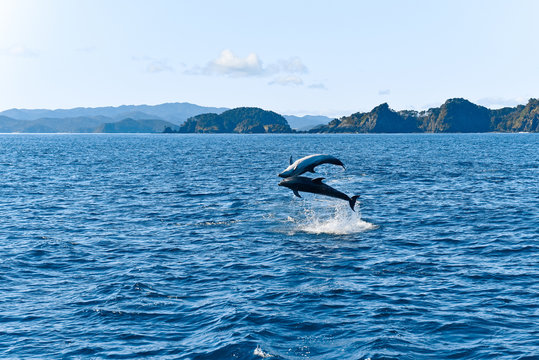 Dolphins swimming in the ocean, New Zealand